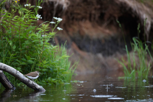 ~ photographer : Meelis Kivirand~ Estonia    ~  common sandpiper