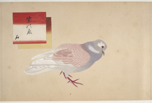 vulturaldeterminants: heaveninawildflower:  Studies of pigeons (Japan, 19th century). 118 ornitholog