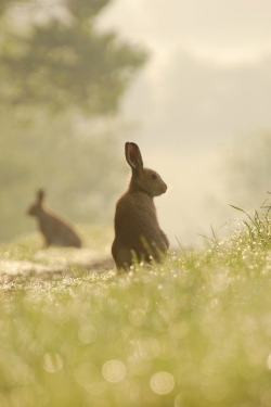 ardentmaiden:   r2&ndash;d2:  Irish Hare by (bmenton)  • nature • animals • people • art • 