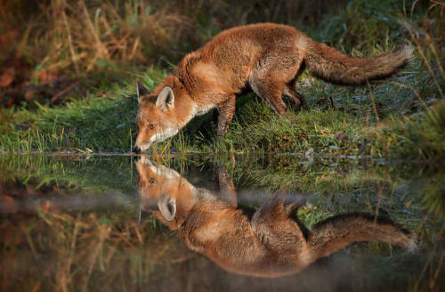 Porn photo pagewoman:    Red Foxby Phil Morgan on 500px