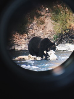 stubborns:Bear eating a bull bison carcass through binoculars // Yellowstone National Park 2016