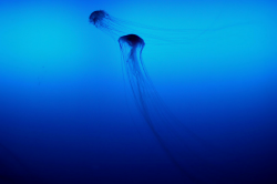 thelovelyseas:  jellyfish by Toshio Ota