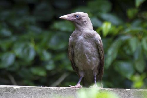 end0skeletal-undead: Leucistic Carrion Crow by Steve-FraserUK Leucism is a genetic condition in