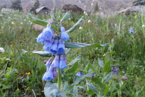 tearyplant: plantulent: tearyplant: tearyplant: sleep-garden:Alpine mertensia / 8.9.14 - 8.10.1