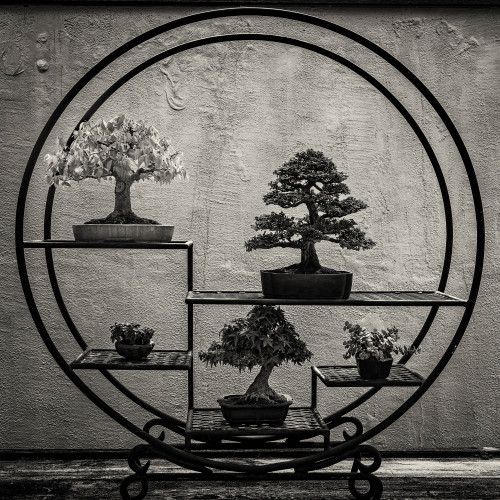 pointandshooter: Shohin displayThe National Bonsai & Penjing Museum, Washington, DCphoto:David C