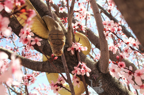 i-m-snek: Happy spring everyone!