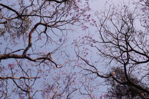 jacaranda season