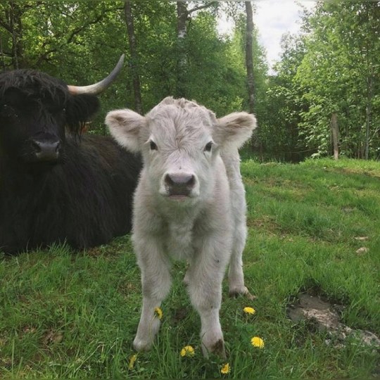justcutecows:  Adorable. 😍🌱🐮  porn pictures