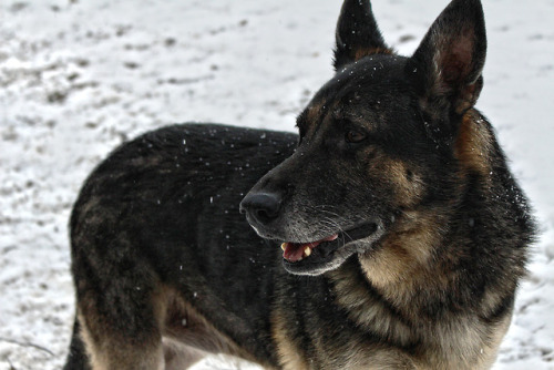 an old girl in the snow