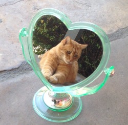 coolcatgroup:The reflection of my true self