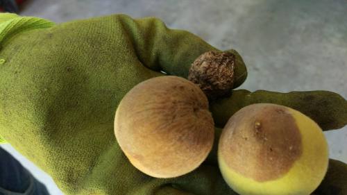 iamnotanotter: tropicalhomestead: iamnotanotter: So, our peach tree has brown rot but my mom is pret