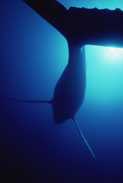 thelovelyseas:  Underside of Humpback Whale