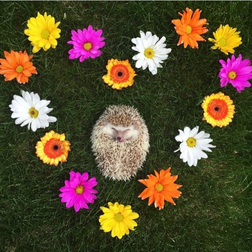 thehappysorceress:archiemcphee:Please join the Department of Impossible Cuteness in welcoming their 