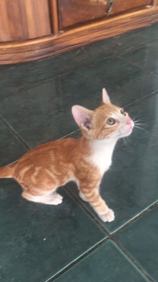 Este Hermoso Gatito Lo Abandonaron Por Ser Juguetn Tiene 3 Meses Y Le Estamos Buscando Hogar Responsable