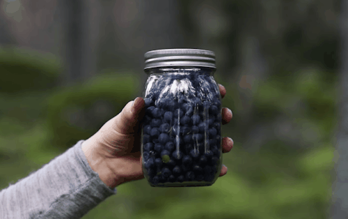 all things green ||  ▷ PICKING WILD BLUEBERRIES FOR BREAKFAST