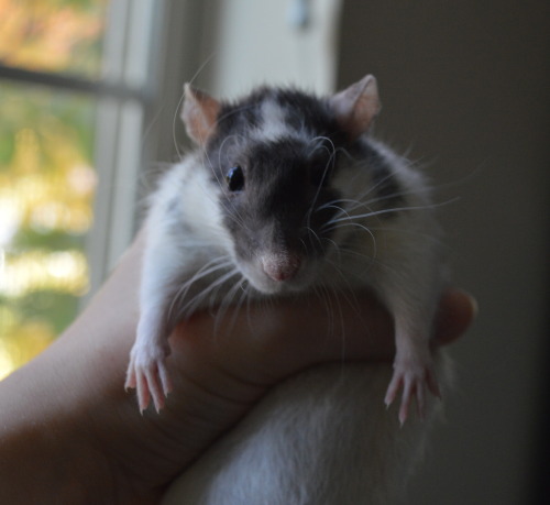 karasratworld:My variegated rats <3