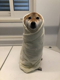 doggosource:burrito boye