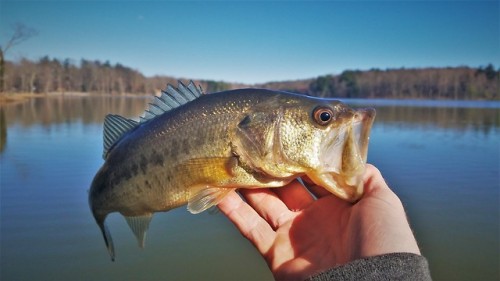 Biscuit and I made a trip to a lake with a small population of Yellow Perch (spoiler: we still haven