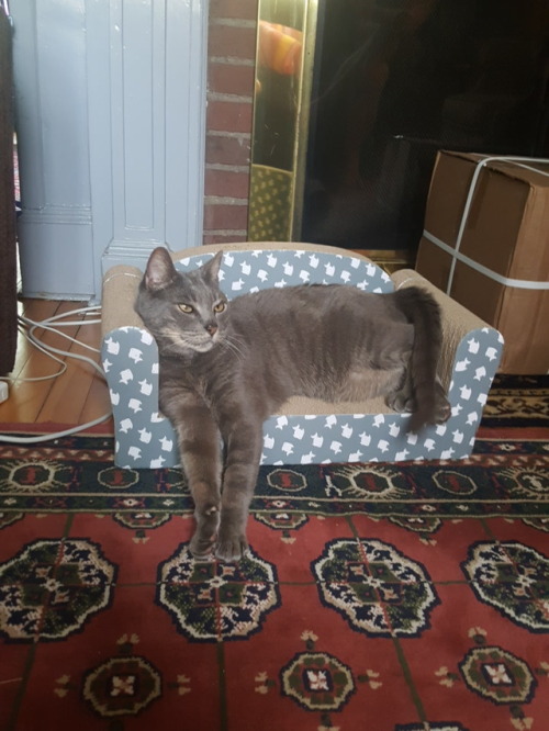 flipforbreakfast:It’s my cat’s 13th birthday so I bought him a couch