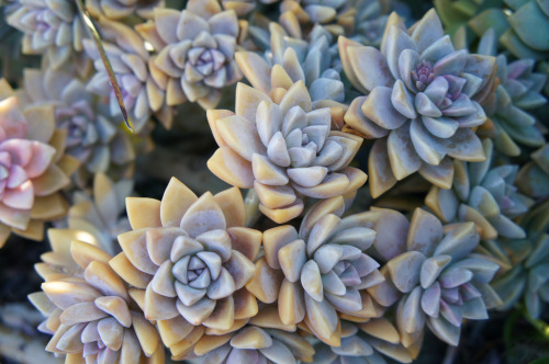 flora-file:graptopetalum (by flora-file)