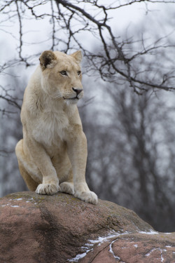 wolverxne:  White Lion by: { Christopher Kerrutt }