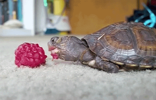 kristencorpsebitch: So adorable! <3