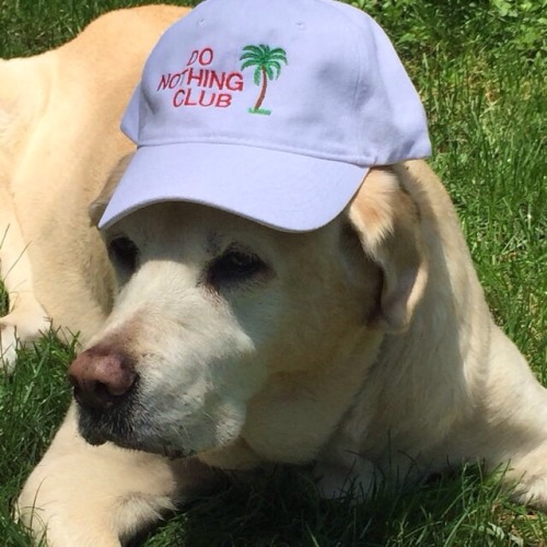 sunbvrnt:  spring/summer dog mood board  adult photos