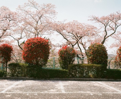 One day trip/Nara あっという間に桜の季節は終わった