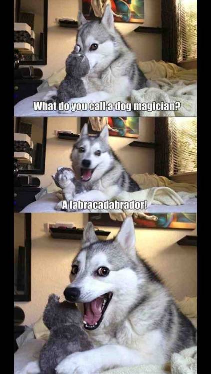 givemeinternet:  Funny Husky Has Jokes