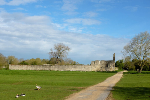 robertmealing:Ruins of 12th century Godstow Abbey, located along the Thames towpath just north of Ox