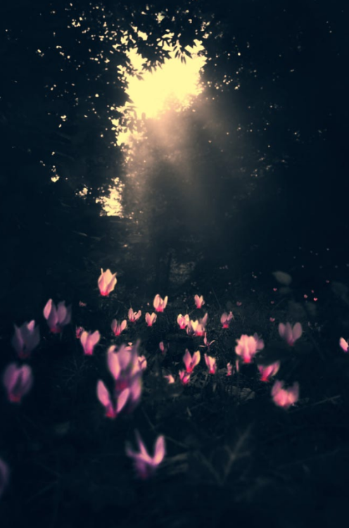 birdsonqs:by Makis Bitos