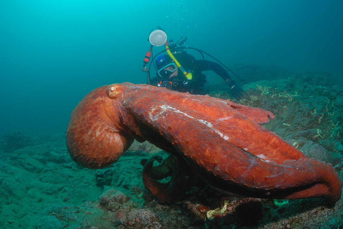 earthandanimals:  Diver meets Octopus Photo by Andrew Shpatak