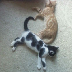 awwww-cute:  Kittens make a heart