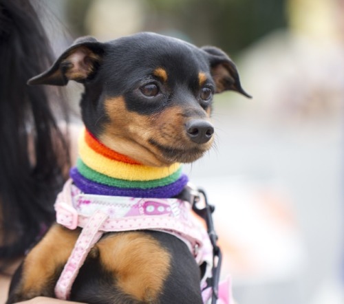 butchsakura:art-nimals:Happy Pride!  Images: Bustleim so glad these gay dogs can be themselves