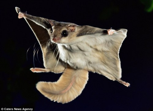 I AM THE NIGHT