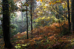 forestmood:  Damp autumn woodland by @MilesFromDevon http://flic.kr/p/E2838P 