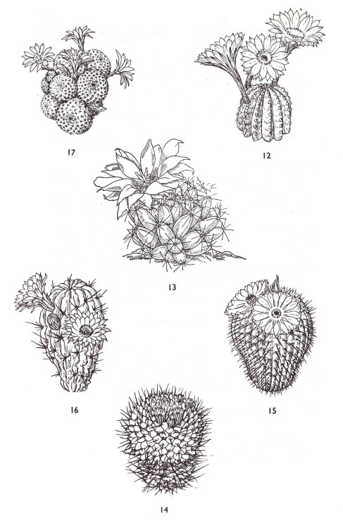 12.Echinopis eyriesii, 13.Dolichothele longimamma, 14.Mammillaria centricirrha, 15.Notocactus mammul