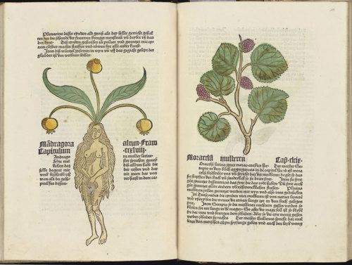 Mandrake and mulberry, from the Gart der Gesundheit, 1485