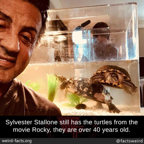 mindblowingfactz:  Sylvester Stallone still has the turtles from the movie Rocky, they are over 40 years old.