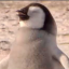 penguinsneezeoverdrive
