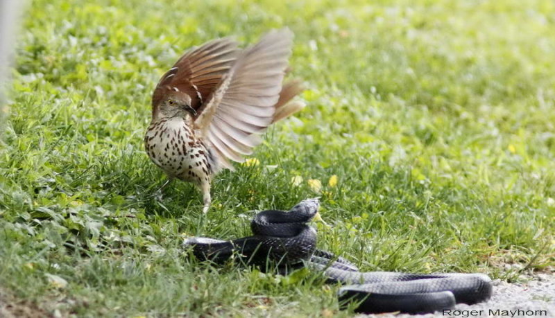 perceptionofadove:  fairy-wren:  Brown Thrasher vs. Black Rat Snake. Photos by Roger