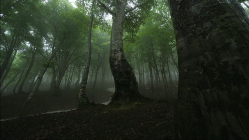 uroko: 雨のブナ林 新潟県天水越 新緑の森