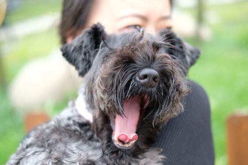 哈欠連天 #kerryblue #kerryblueterrierpuppy #kerryblueterriers #kerryblueterrier #puppy #puppylife #dog #