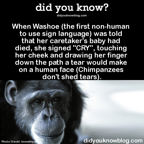 Sex did-you-kno:  When Washoe (the first non-human pictures