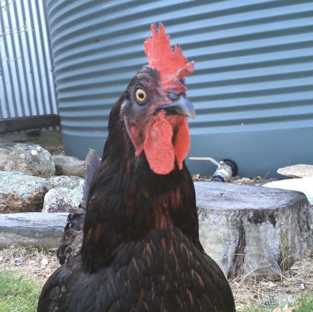 a black hen with a large red comb and bright yellow eyes. she looks constantly startled, or like her eyes are made of glass