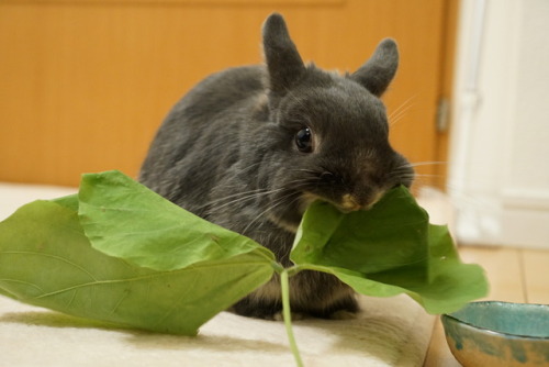 Eat big leaves than ellio’s body!