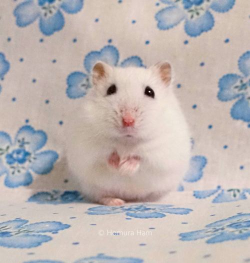 winter white dwarf hamster https://youtu.be/AjVd1g5XMjs