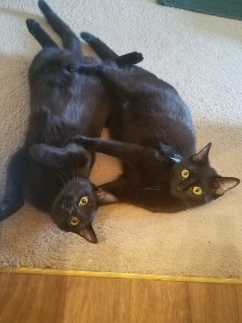 shiningcelebi: My silly cats, with a close up of Kamui and his teefies
