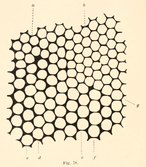 nemfrog: Fig. 78. Honeycomb. Guide to the study of insects. 1872. Internet Archive