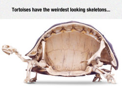 srsfunny:  Tortoise Skeletonhttp://srsfunny.tumblr.com/